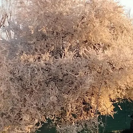 Conti Zambonelli サン・ジョヴァンニ・イン・ペルシチェート